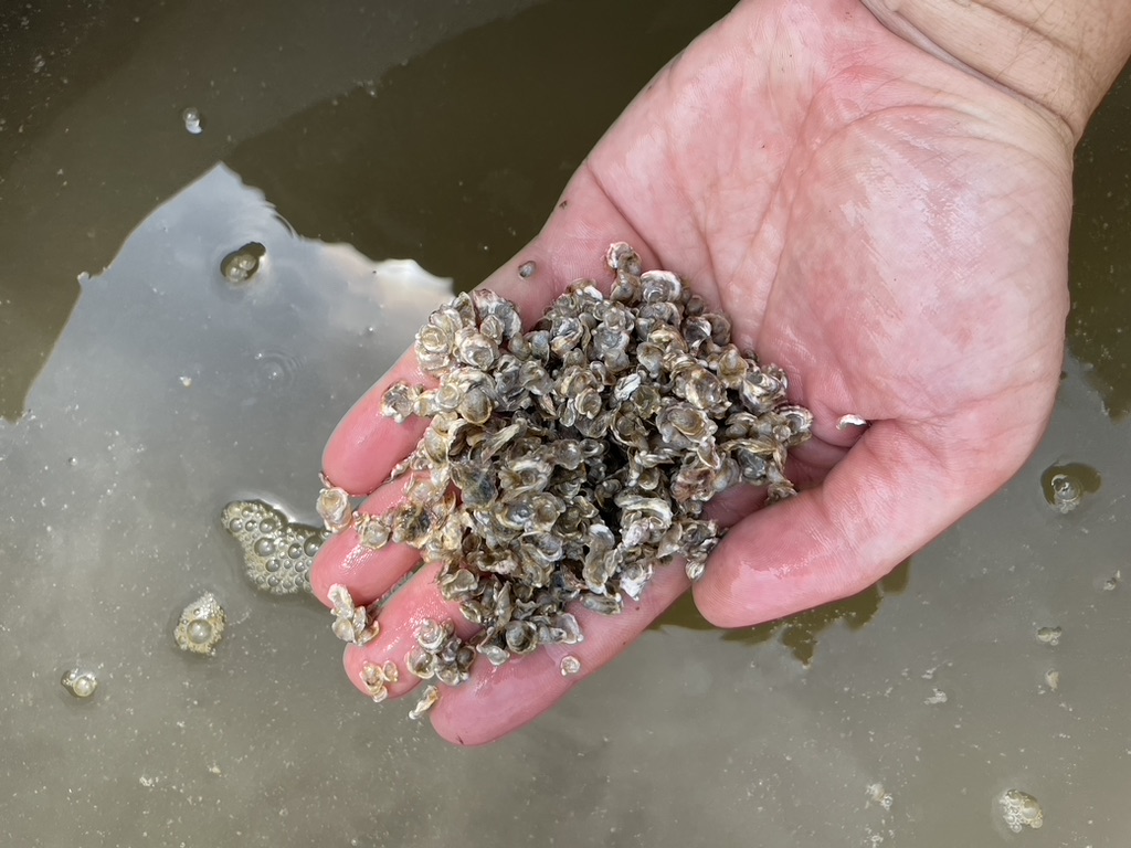 Oysters and aquaculture