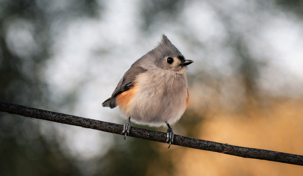 Native bird in Mathews VA during fall season