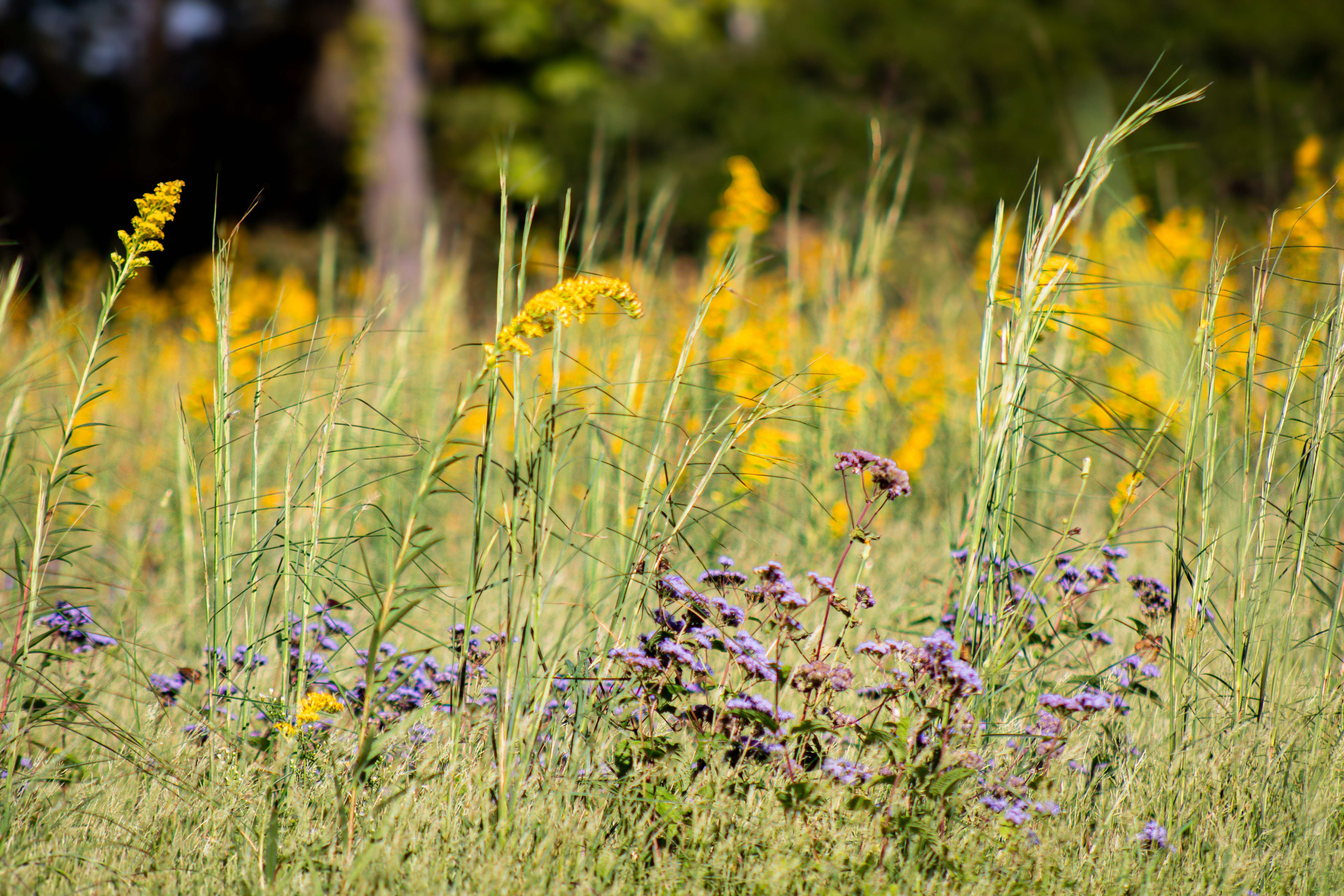 Native Plants in Mathews County VA