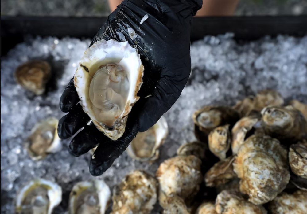 Fresh oysters on the half shell served at The Hatchery on Gwynn's Island, Mathews County